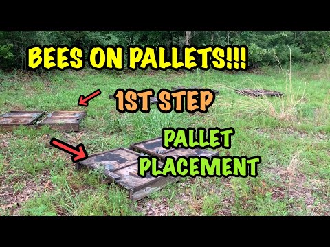 PALLETIZING Honey Bees - Finding a LOCATION and Placing the 1st Pallets!!!