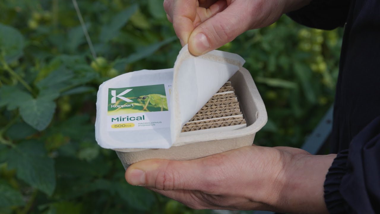 Video preview poster