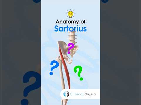 Anatomie & Behandlungswissen Videos – Interaktives Nachschlagewerk für Physio, Massage, Therapie 47 Sartorius Anatomy #physicaltherapy #physiotherapy #anatomy #lowerlimbanatomy #muscleanatomy