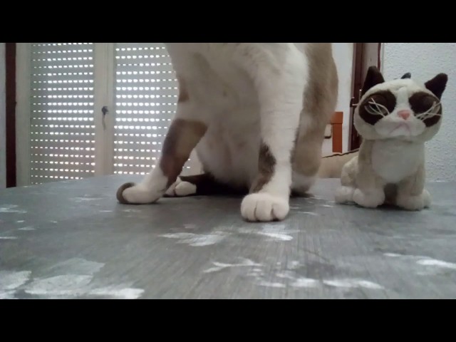 Vídeo relacionado con JUKOTA llavero de gato de acero inoxidable, Llavero de gato dulce, Regalos divertidos para mujeres y hombres, Amantes de los gatos, Accesorio de gato negro genial, Regalo de amistad