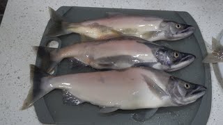 2021年秋、Kokanee(ヒメマス)釣り@Alder Lake