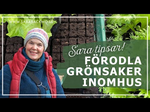 Tips för att förodla grönsaker inomhus