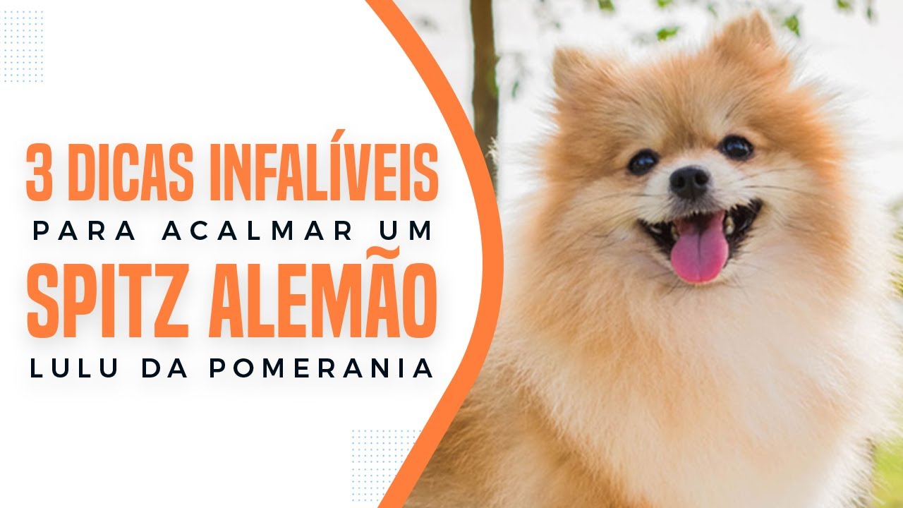 (3 Dicas INFALÍVEIS) para acalmar o seu SPITZ ALEMÃO