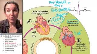 Cardiac cycle 4- Early ventricular systole