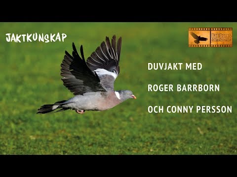 Jaktkunskap Film – Duvjakt – I samarbete med Jaktfilm Roger Barrborn