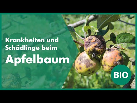 , title : 'Die häufigsten Krankheiten und Schädlinge beim Apfelbaum | Andermatt Biogarten'