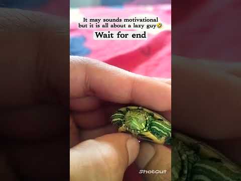 Atishay unique #marathi #turtle #animals #tortoise #fun #viral