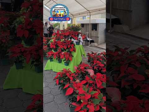 #pascuas #navidad #tradiciones #antigua #sacatepequez #guatemala