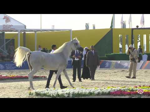 N 168 YAMAMAT AL KHALIDIAH   Asharqia Arabian Horse Classic 2020   Mares 10+ Years Old Class 6