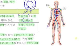 [초등과학 6-2 무료강의] 4. 우리 몸의 구조와 기능 ④ 혈액은 우리 몸에서 어떻게 이동할까요?