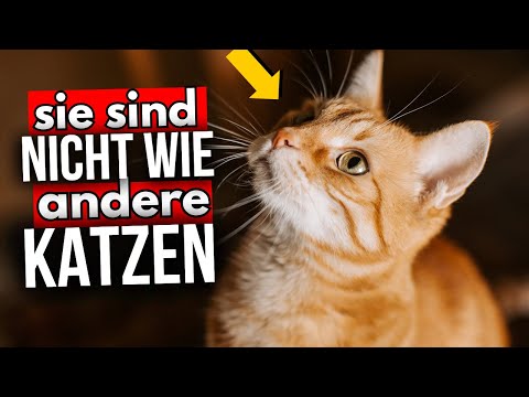 7 Fakten, die beweisen, dass orange Katzen einzigartig sind