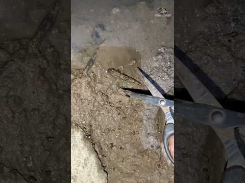 Extreme Technique for Catching Mudskipper Fish ||