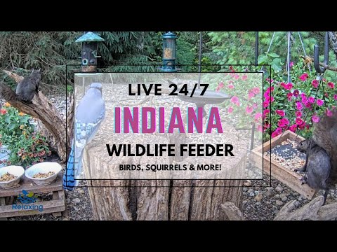 24/7 LIVE Indiana Bird, Squirrel & Wildlife Feeder Cam