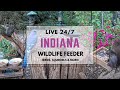 24/7 LIVE Indiana Bird, Squirrel & Wildlife Feeder Cam