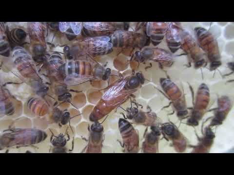 All Hail the Queen Bee