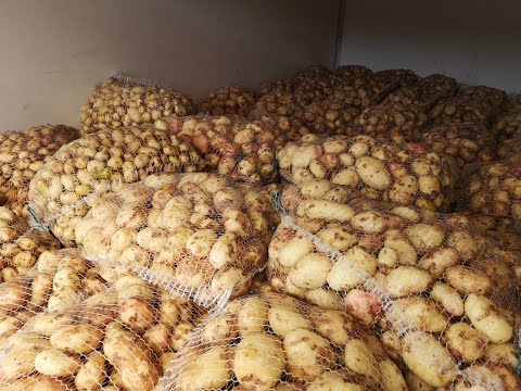 Ceny ziemniaków i warzyw na Broniszach - 18.06.2020