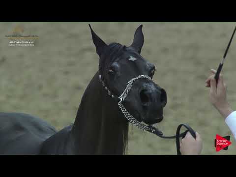 N 118 SAHALEE RISING STAR   2019 Qatar Nat  Peninsula show   Mares 11 Years Old and Over Class 9
