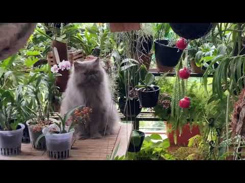 Shonu Tumsa Koi Pyara