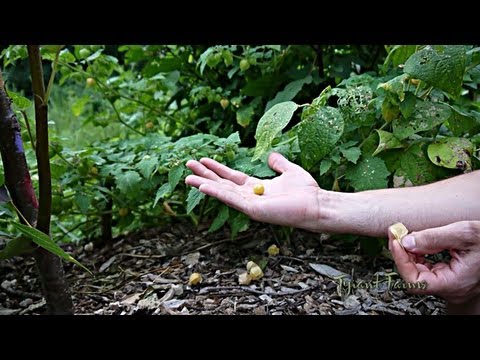 How To Tell If Ground Cherries Are Ripe