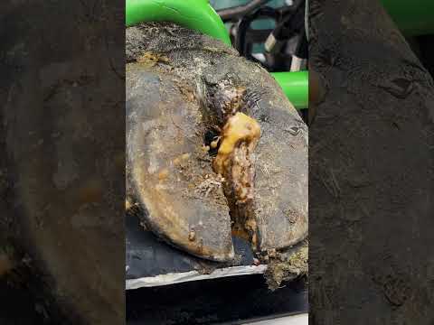 Cow hoof treatment to remove a nasty foreign object stuck deep inside her claw! 🐄  #cow