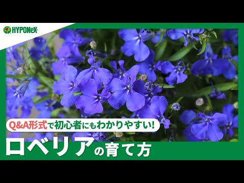 ロベリアについて詳しく解説