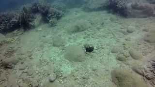 "The Dance" (Surgeon Fish Courting Ritual - Password - Einaudi Ludovico)