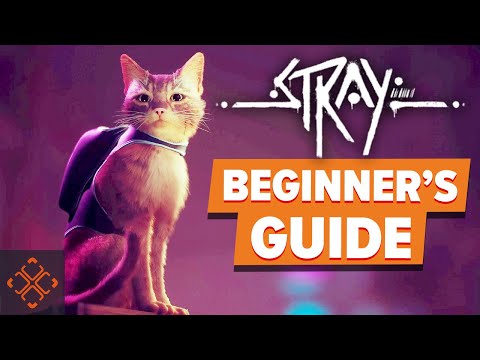 Stray: A Beginner's Guide