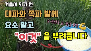 대파와 쪽파밭에 겨울오기전 요소 말고 "이것"을 뿌려줘 작물을 튼튼하게 키워 내년 봄 굵고 건강한 쪽파 대파…