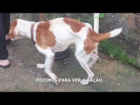 Polícia Civil de Piraí prende mulher por maus-tratos a animais