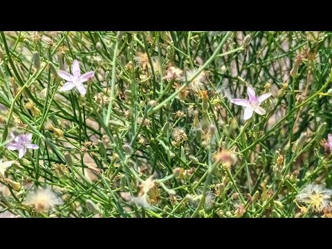 Native Plants of Coronado Historic Site - Wirelettuce