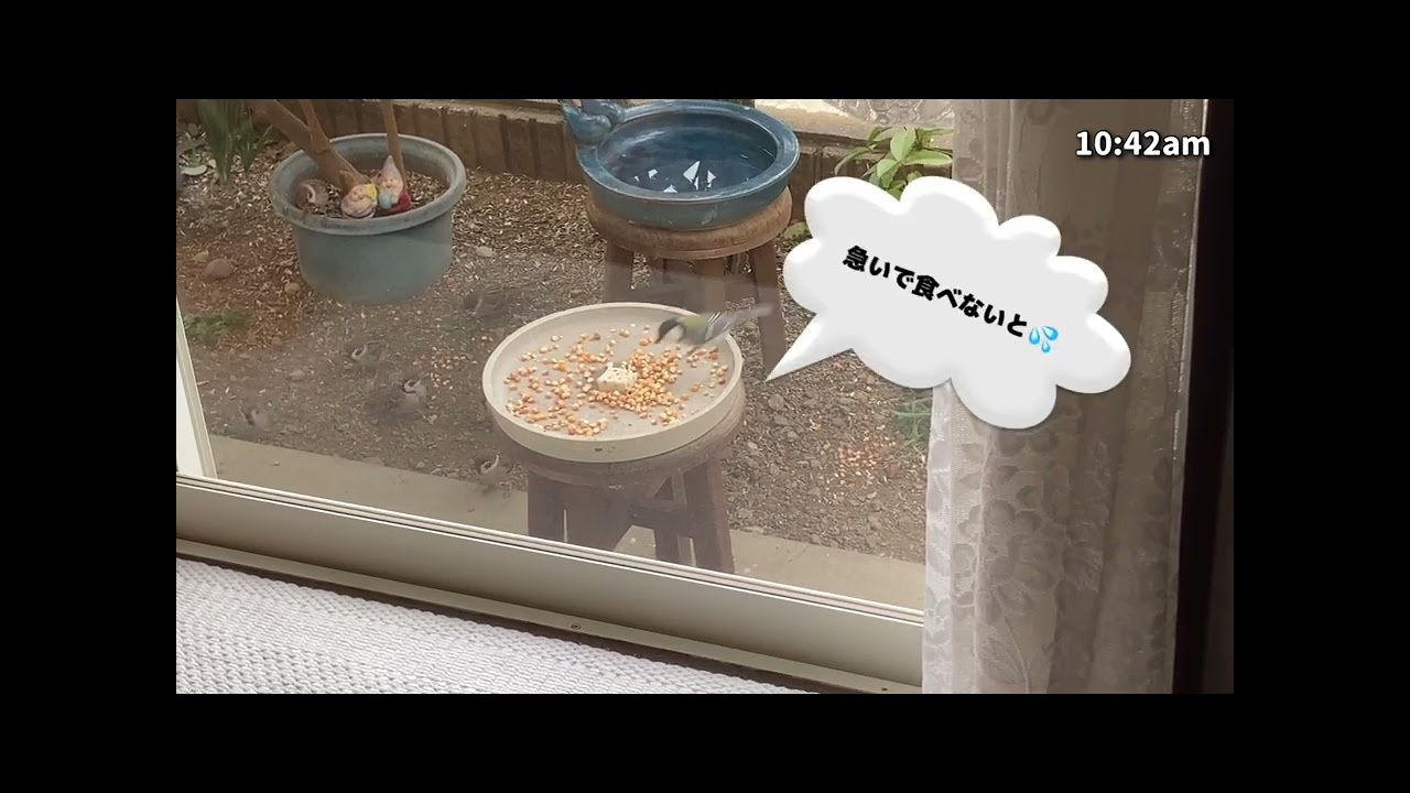 バードケーキを食べるシジュウカラとスズメ（2026年1月21日）