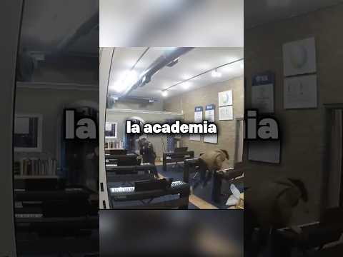 Lo Más Peligroso En La Academia De Música