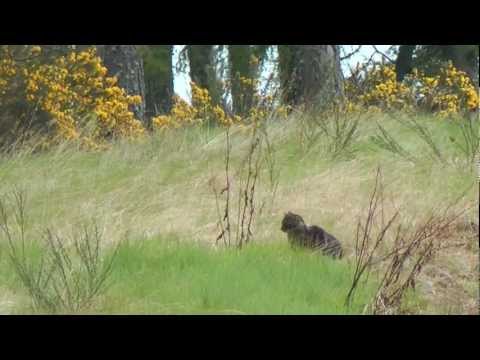 Scottish Wildcat! Pure, Hybrid or Feral?