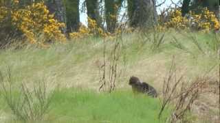 preview picture of video 'Scottish Wildcat! Pure, Hybrid or Feral?'