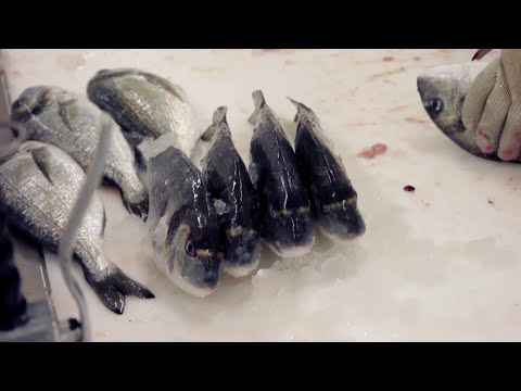 Zpracování ryb | makro.cz