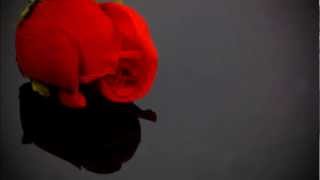 Your Love by Michelle Wright with lyrics