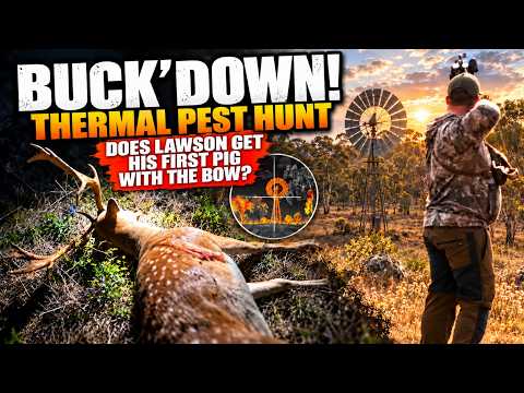 Thermal hunting gathering meat. Bow hunting wild pigs 