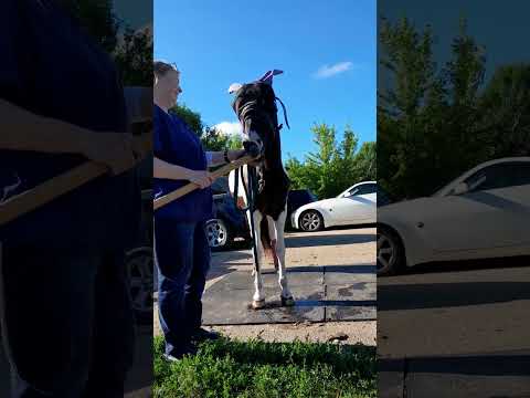 🐴 Essie gets injections for navicular, bone degradation, and cystic lesion pain. www.grgranch.org