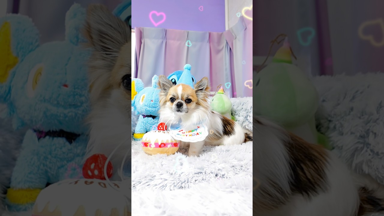 【成長記録】みーたん１歳おめでとう🎂🍼