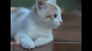 Change of heart - TOPS (Fan Video)