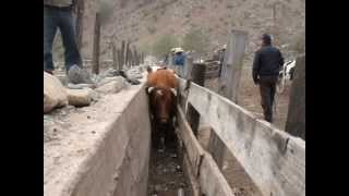 preview picture of video 'Rodeo de Campo en Illapel: 2500 vacunos retornan de la Cordillera al Valle'
