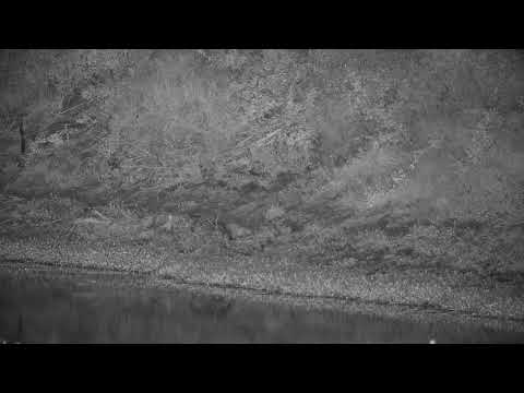 Djuma: Genet looking for meal by Foam Nest Tree Frog nest - 00:32 - 12/18/20