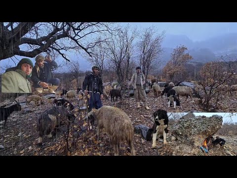 Rainy Mountain Logic: Either Find the Sheep, or Give Them to the Wolves, Nomadic Life