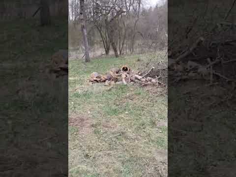 фото расчистка участка под ключ. расчистим и освободим пространство. 0