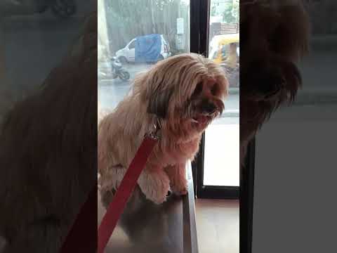 bhai main bimar hun #comedy #funny dog