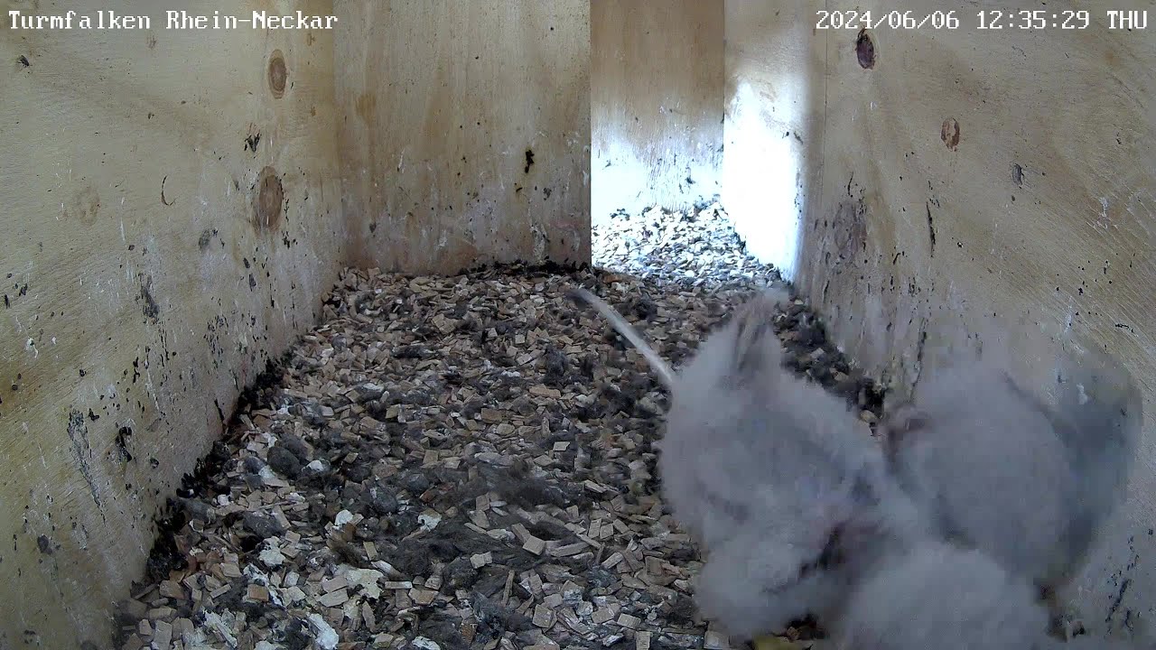 In die Luft gekackt mit Gleichgewichtsverlust! | 06.06.2024