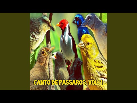 Canário Belga Campainha