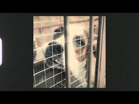 Paradise Sessions - Um Pouco Estranho (Clipe Oficial)