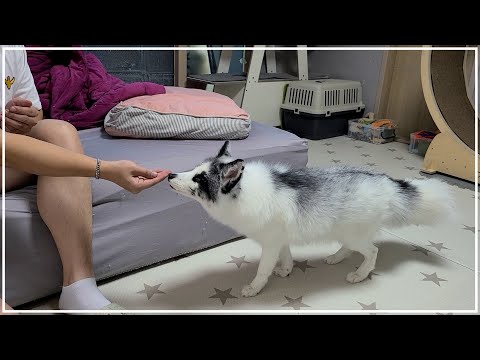 여우를 키우기 힘든 이유 9가지🦊