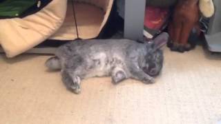 My rabbit laying on his side